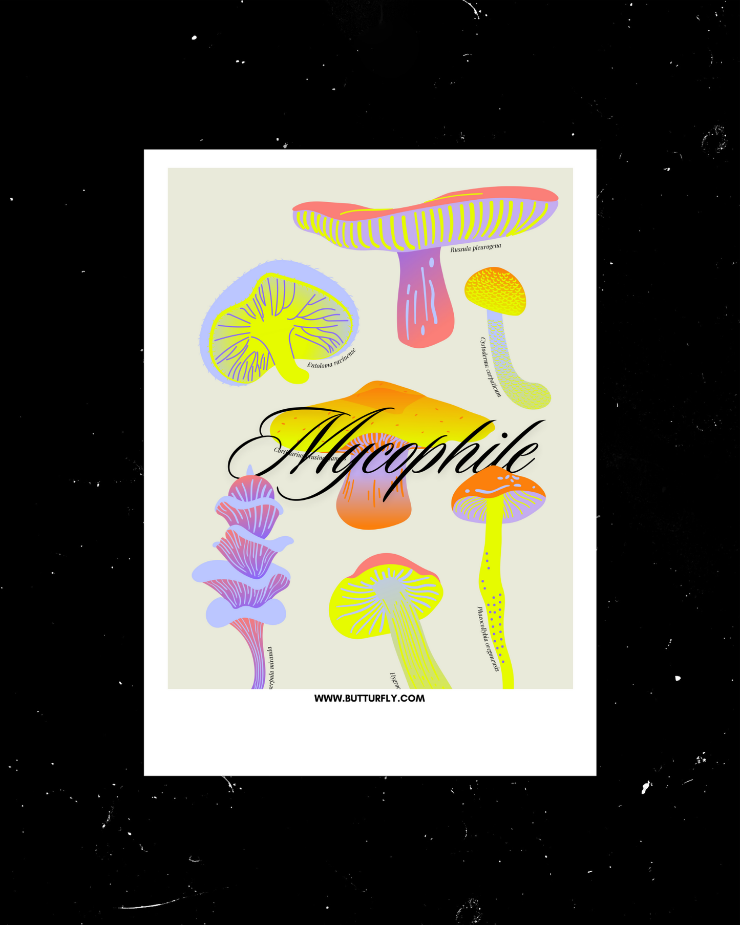 Mycophile | Trippy Polaroid